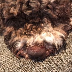 Meet your Posher, Ippolita